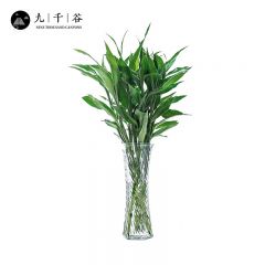 九千谷 富贵竹5根 大叶中竹品种水培植物盆栽花卉开运竹绿植水养大叶转运竹节节高70cm高 不含瓶8076