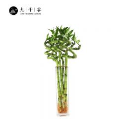 九千谷 富贵竹6根 弯竹转运竹节节高富贵竹子水培水养办公室内盆栽带跟绿色绿植好养植物 50cm高不含瓶8013