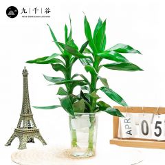 九千谷 观音竹2支 富贵竹盆栽水培富贵竹植物转运竹开运竹子室内水养绿植招财竹 不含瓶8852
